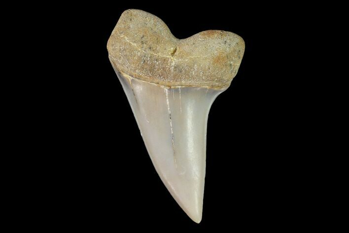 Mako Shark Tooth Fossil - Sharktooth Hill, CA #94729